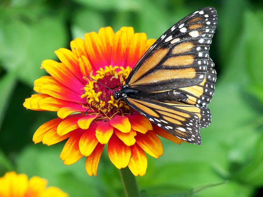 Monarch Butterfly, flower, zinnia, orange, pink, red, bloom, blossom, HD wallpaper