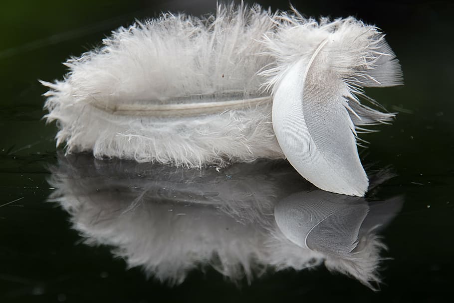 white feather, mirror, black white, bird, white color, animal HD wallpaper