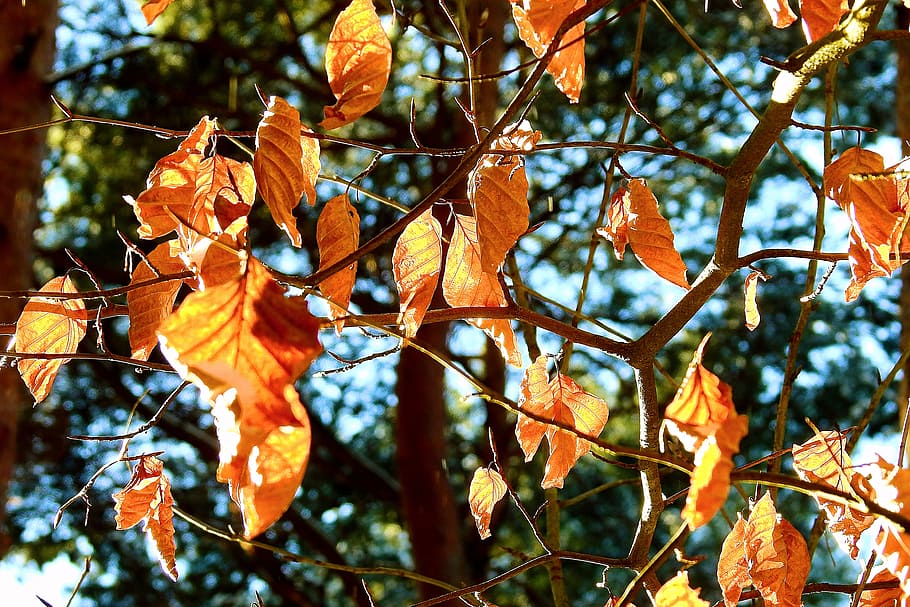 leaf, tree, winter, nature, frost, plant part, autumn, orange color HD wallpaper