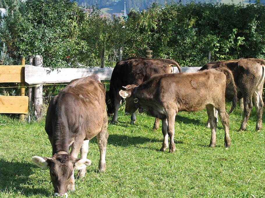Cows, Young, Cattle, Allgäu, young cattle, livestock, domestic animals HD wallpaper