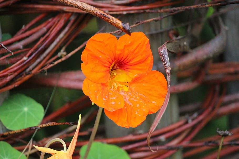 flower, orange, vine, plant, flowering plant, close-up, beauty in nature HD wallpaper