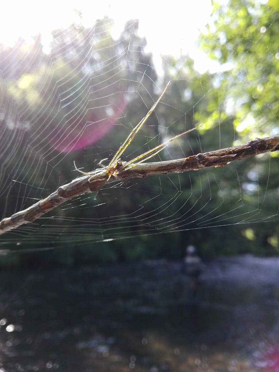 spider, fishing, web, spider Web, nature, close-up, fragility HD wallpaper