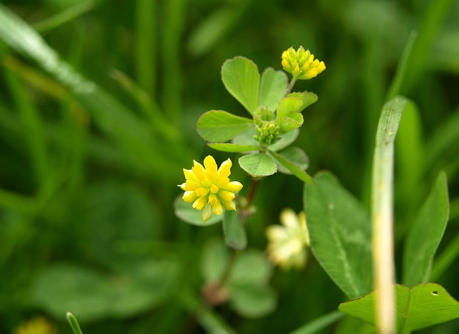 pointed flower, yellow, bloom, close, plant, flowering plant HD wallpaper
