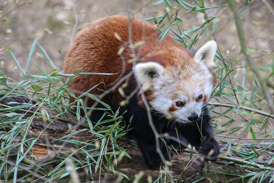 Panda, Bear, Red Panda, one animal, animal wildlife, animals in the wild HD wallpaper