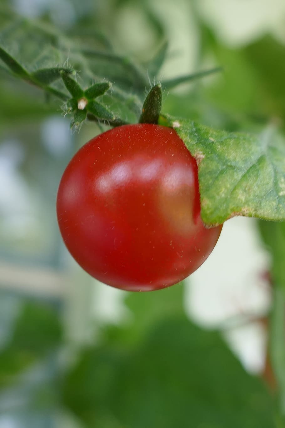 tomato, vegetables, red, food and drink, fruit, healthy eating HD wallpaper