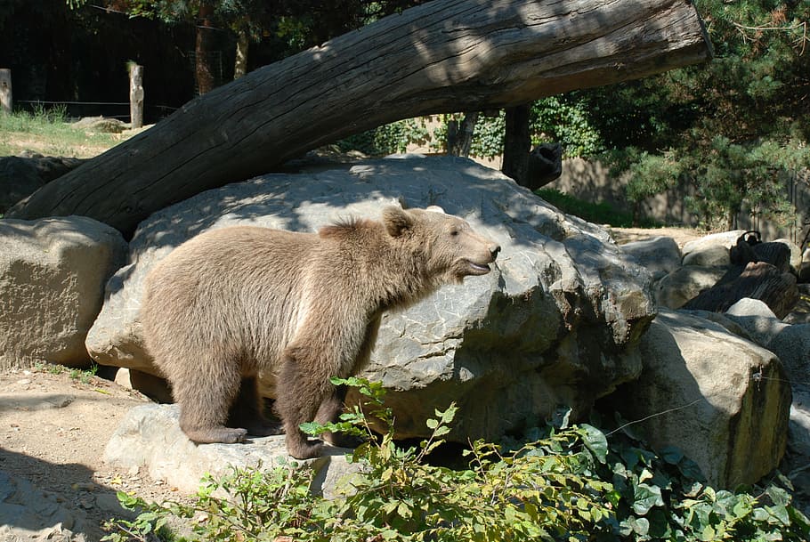 bear, brown, animals, wild, zoo, animal themes, mammal, animal wildlife HD wallpaper