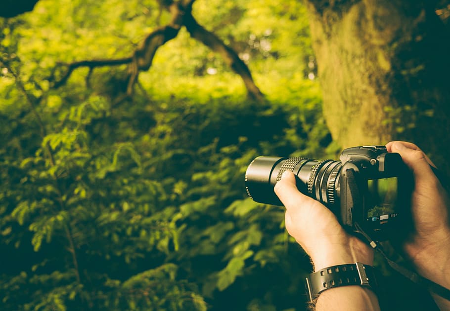 person holding DSLR camera taking picture of trees, person holding black DSLR camera HD wallpaper