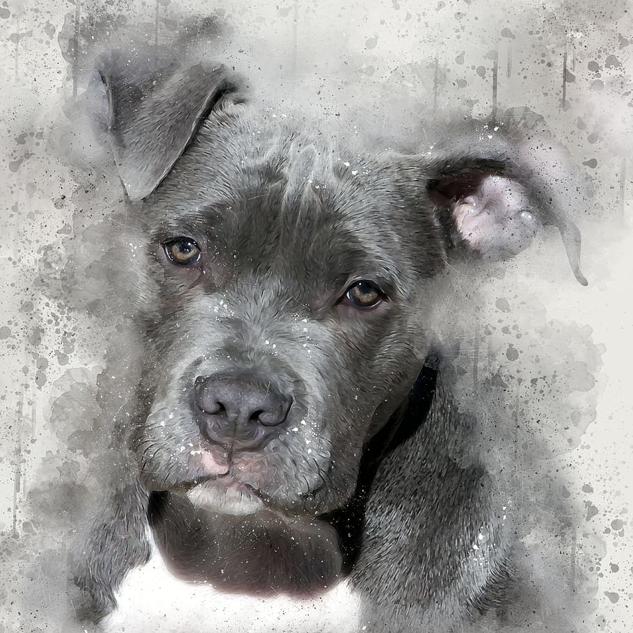 American pit bull terrier puppy painting, pit bull dog, watercolour splatter effect