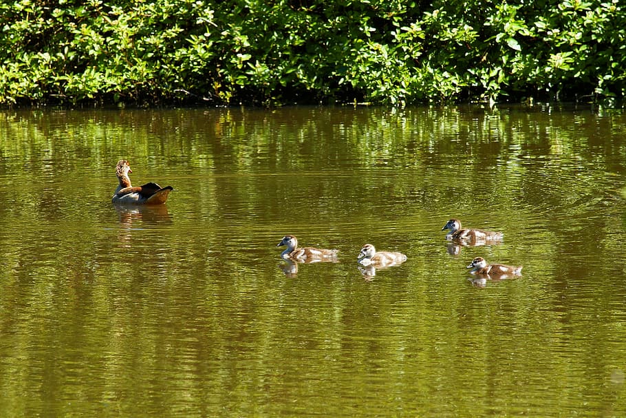 duck, mamma, family, water, waterfowl, chicks, nature, lake, HD wallpaper