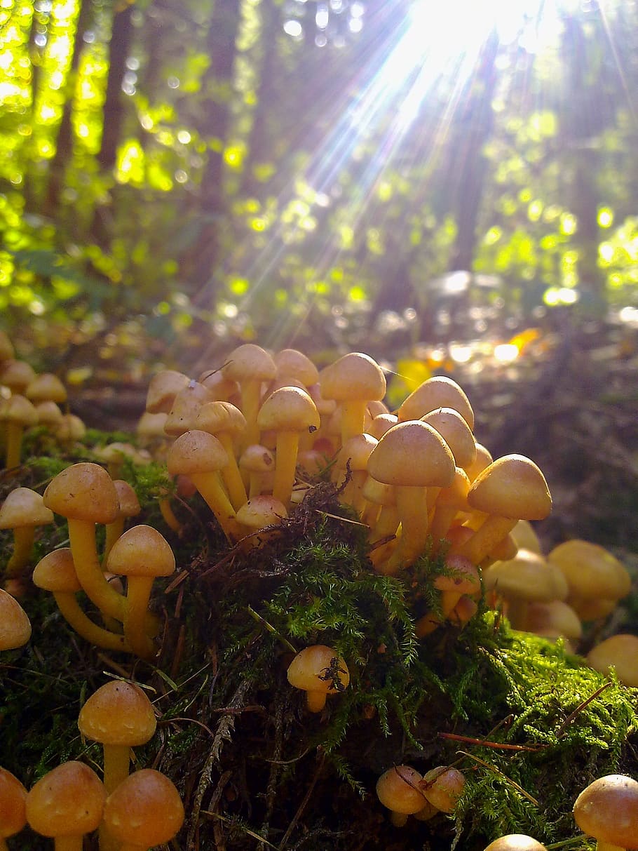 mushroom, nature, forest, autumn, fungi, colorful, available light