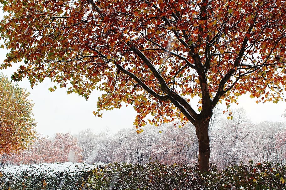 shallow focus photography of trees, autumn, winter, snow, golden autumn HD wallpaper