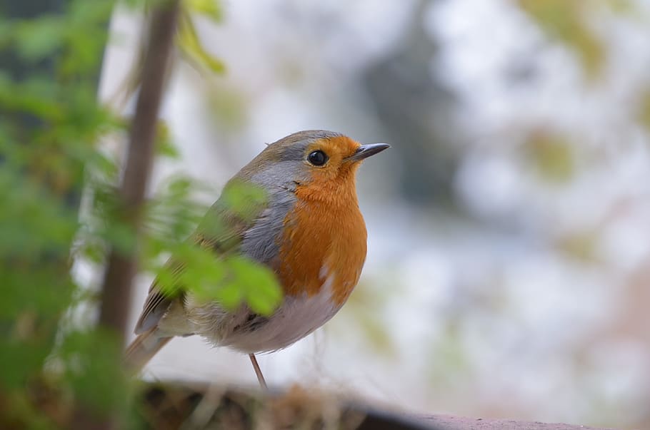 orange, white, and brown bird, robin, animals, animal themes HD wallpaper