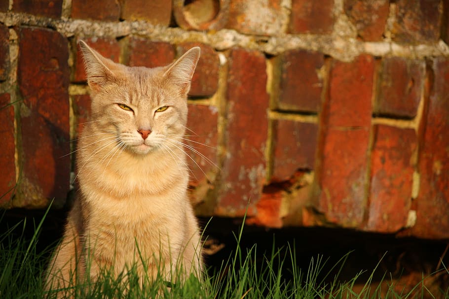 Cat, Kitten, Mackerel, Window, mieze, domestic cat, tiger cat HD wallpaper