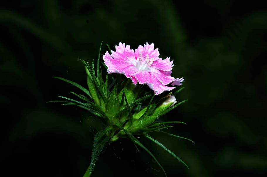 selective focus photography of pink dianthus flower, carnation HD wallpaper