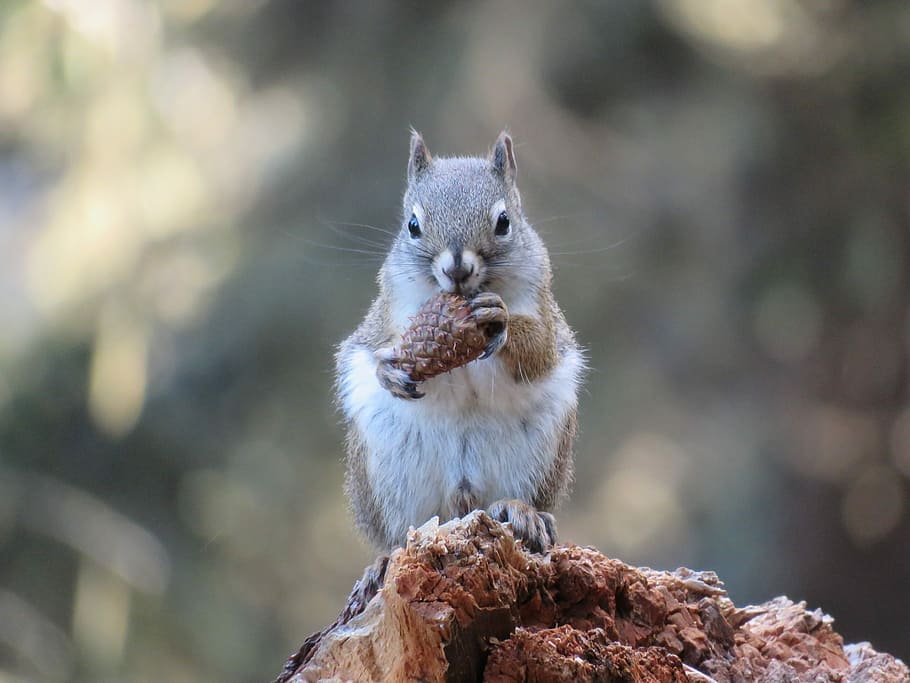 selective focus photo of gray and white squirrel on brown wood HD wallpaper