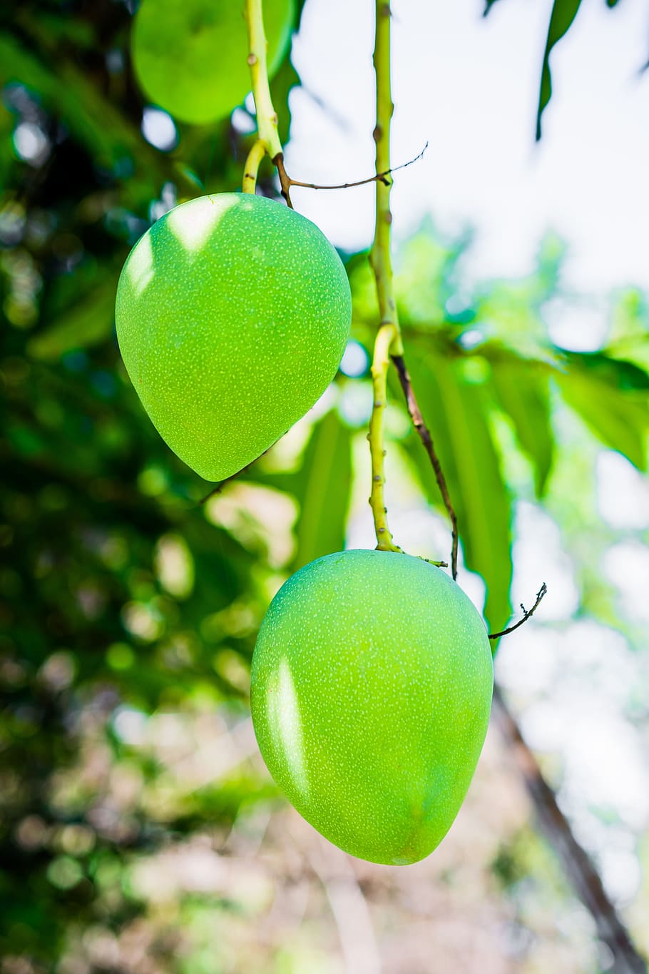 Mango Tree, Fruit, fruits, green mango, food, freshness, nature HD wallpaper