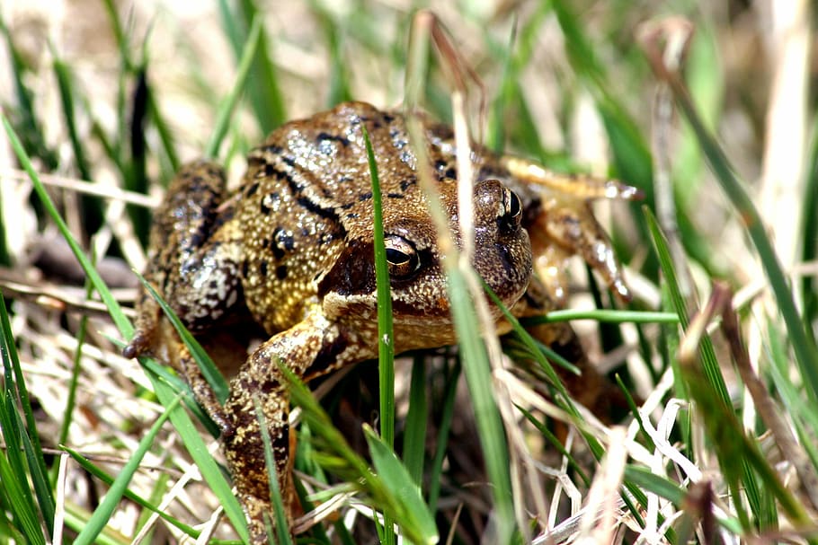 Toad, Frog, Grass, Newt, Anuran, amphibians, green, one animal HD wallpaper