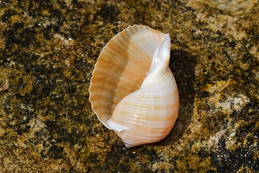 brown and white sea shell on brown surface, Shell, Beach, Nature HD wallpaper