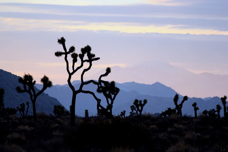desert, sunset, trees, landscape, evening, night, twilight HD wallpaper