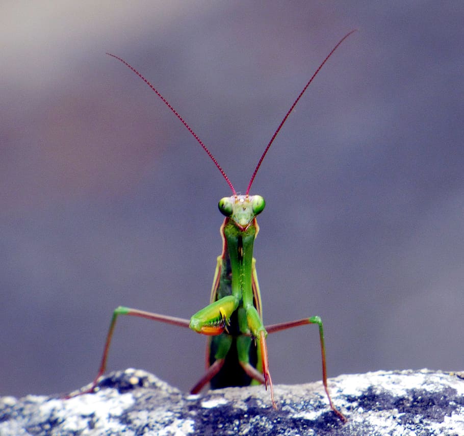 insect, mantis, nature, green, macro, mantis religiosa, leaf HD wallpaper