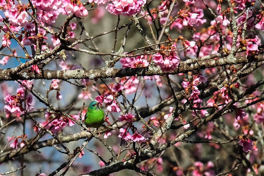 environment, flowers, nature, trees, cherry, lilac, brazil HD wallpaper