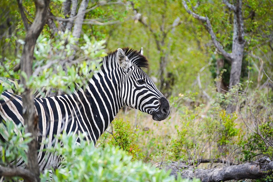 Page 2 | Kruger National Park 1080P, 2K, 4K, 5K HD Wallpapers Free ...