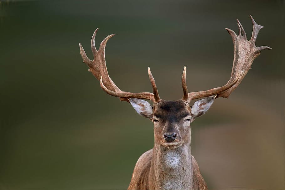 selective photo of male deer, hirsch, fallow deer, wild, nature, HD wallpaper