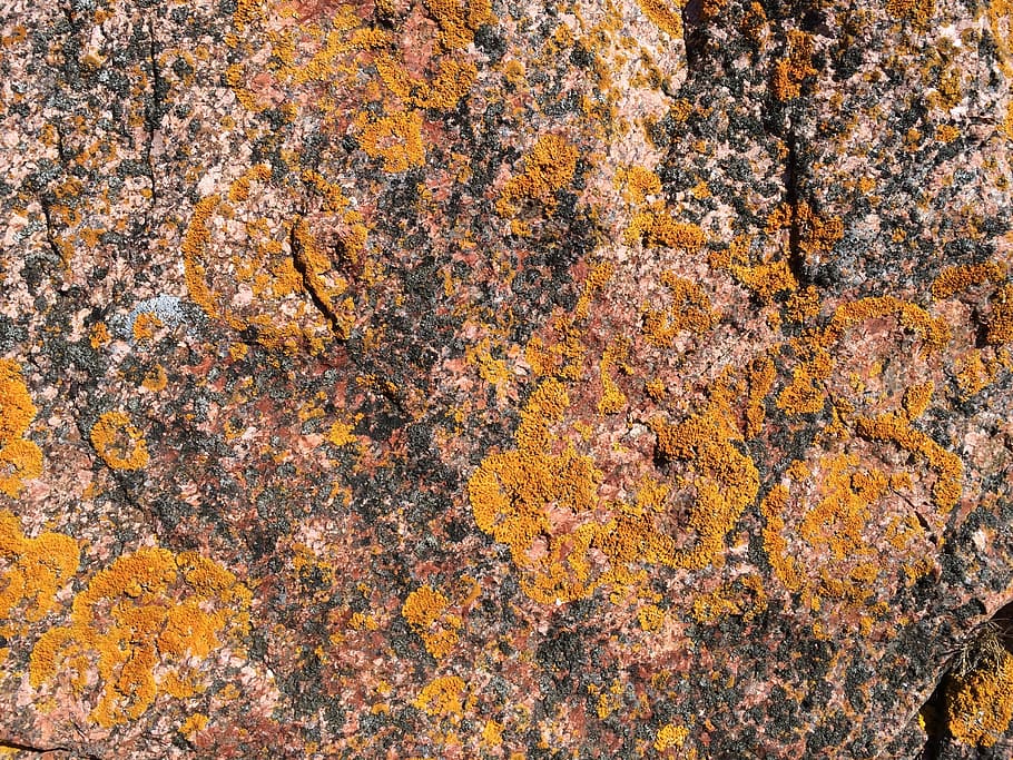 weave, stone, rock, nature, plant, texture, full frame, backgrounds HD wallpaper