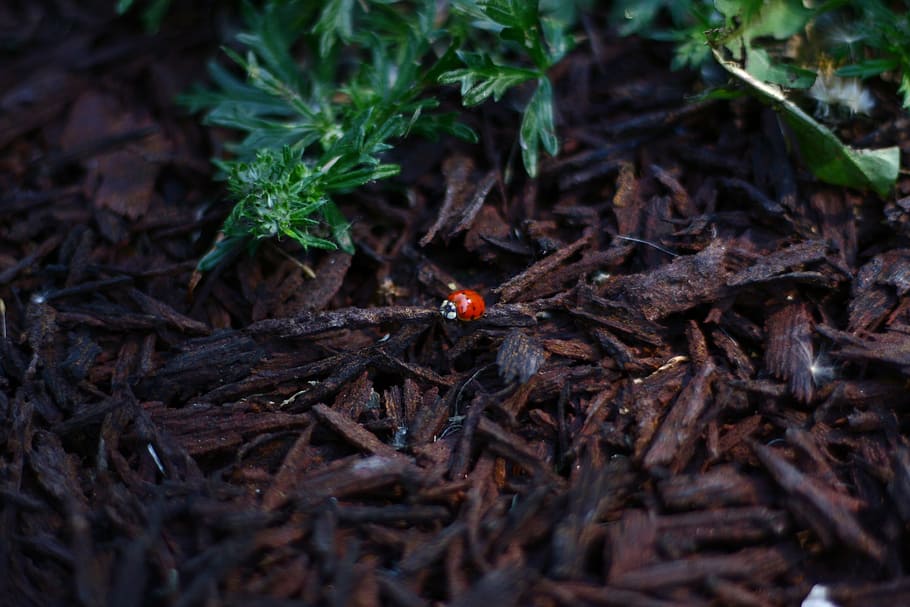 Ladybug, Foliage, Plants, Flora, red, bark, crushed, beetle, HD wallpaper