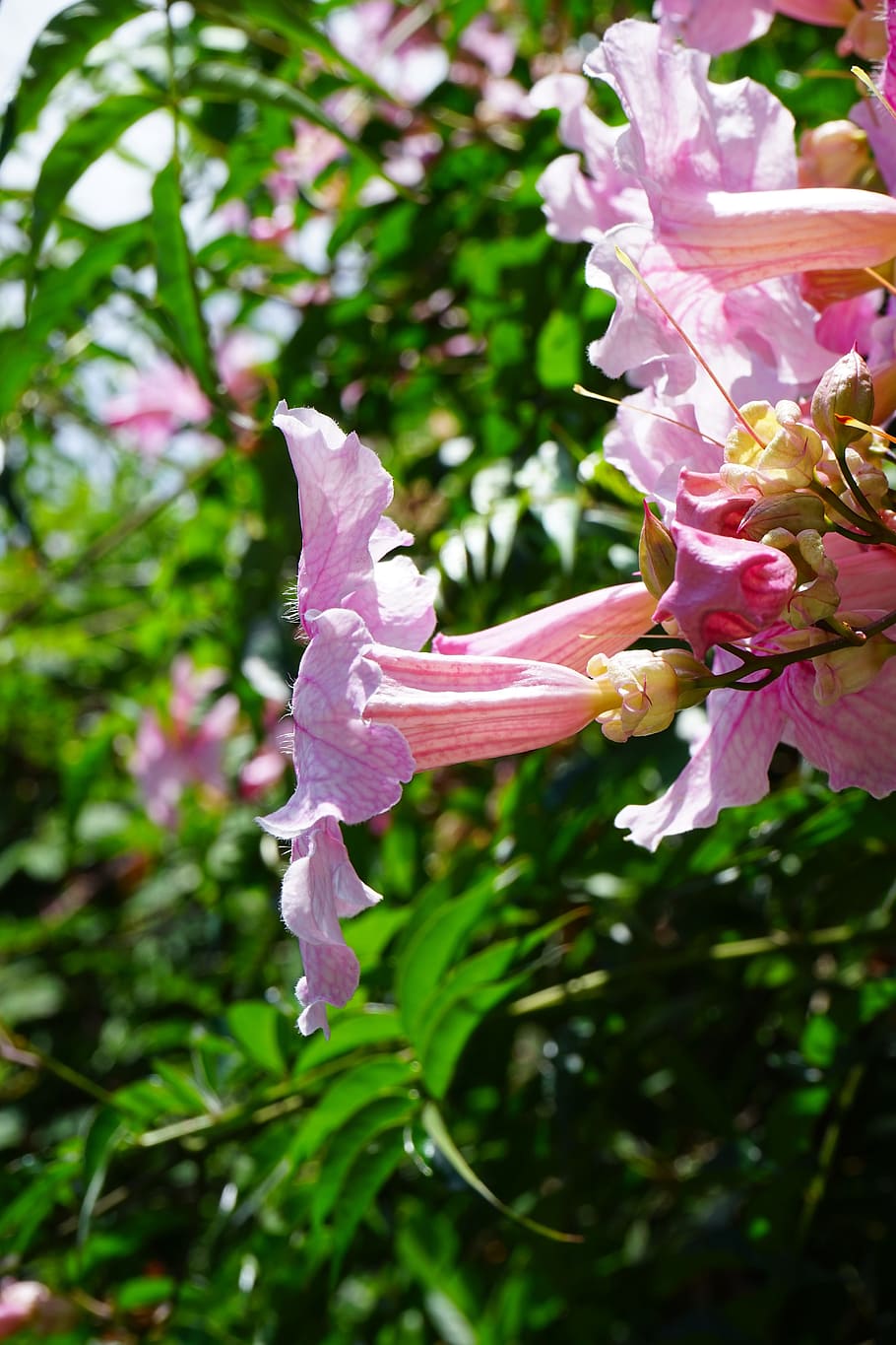 Pink, Trumpet Vine, Flower, Blossom, pink trumpet vine, bloom, HD wallpaper