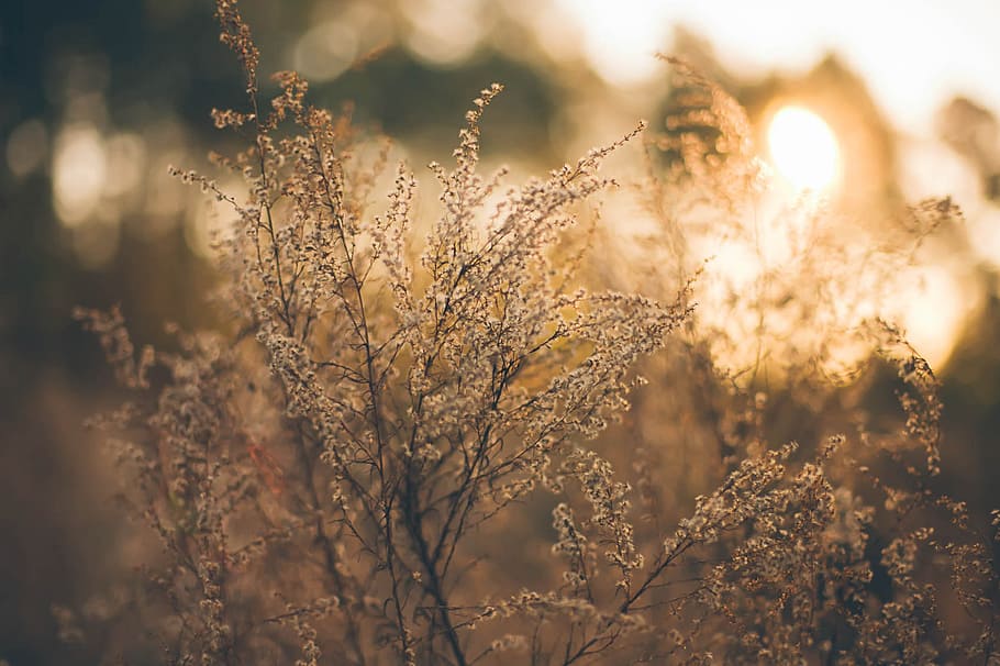 white flowers, herbage, pasture, grass, twilight, sunset, romantic HD wallpaper