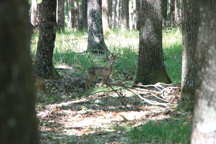 Deer, Forest, Trees, Wild, Woods, baby, animals, tree trunk HD wallpaper