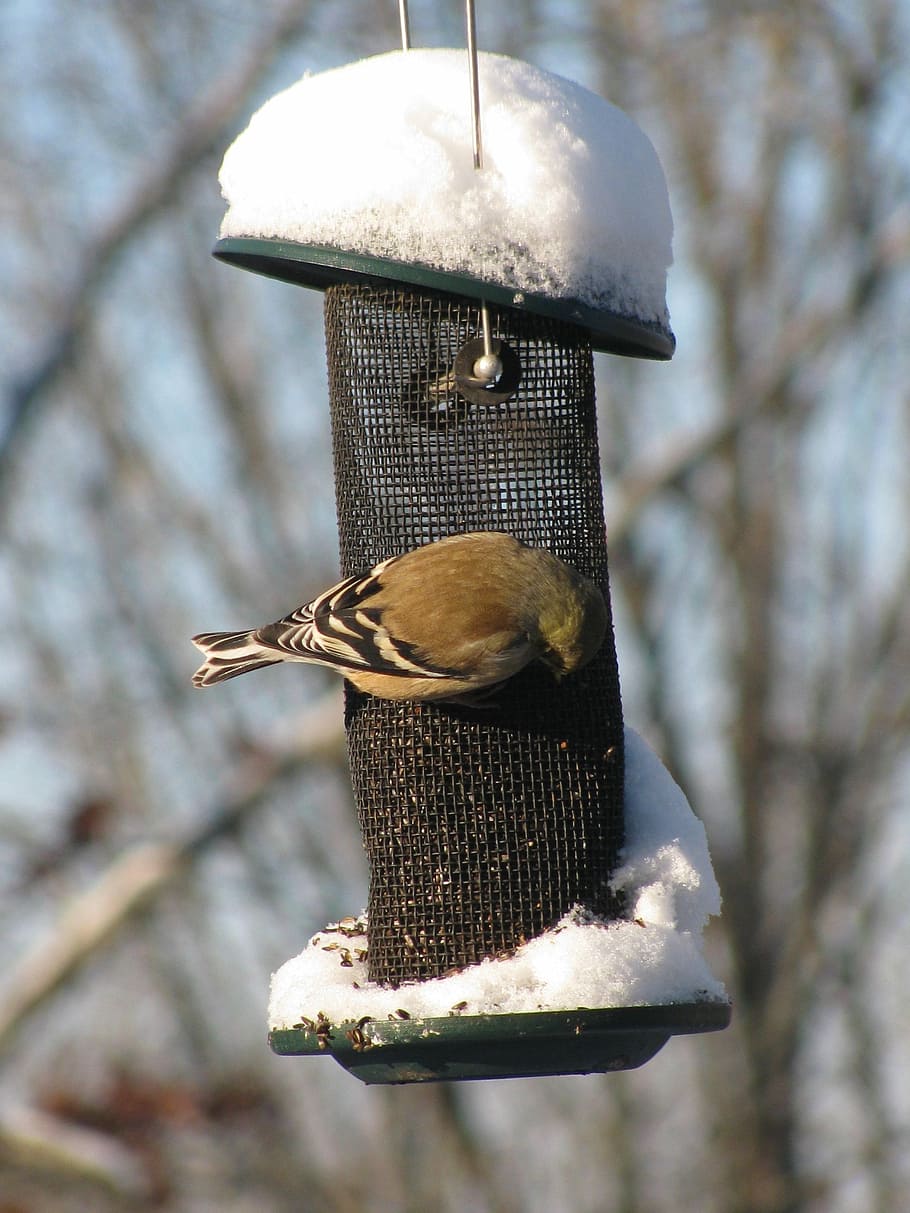 Bird, Goldfinch, Snow, winter, white, nature, wildlife, eating, HD wallpaper