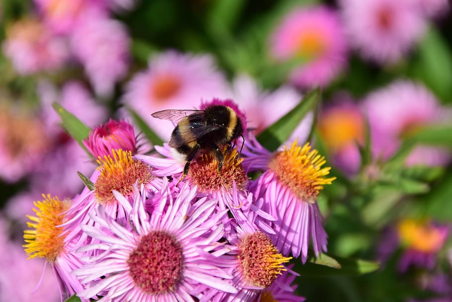 aster, hummel, blossom, bloom, insect, purple, flower, summer HD wallpaper