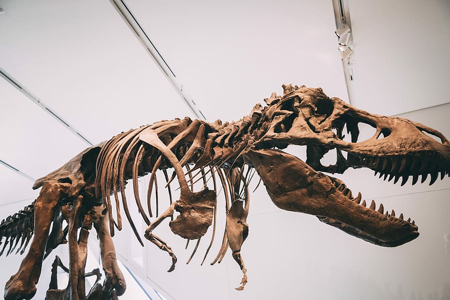 dinosaur figure, fossil, museum, skeleton, carnivore, hanging, HD wallpaper
