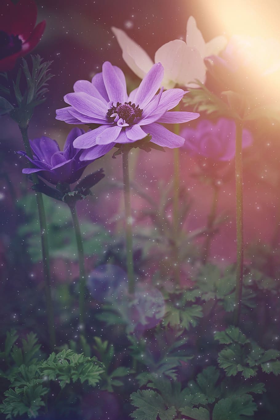 purple daisy flowers, anemone, crown anemone, blossom, bloom, HD wallpaper