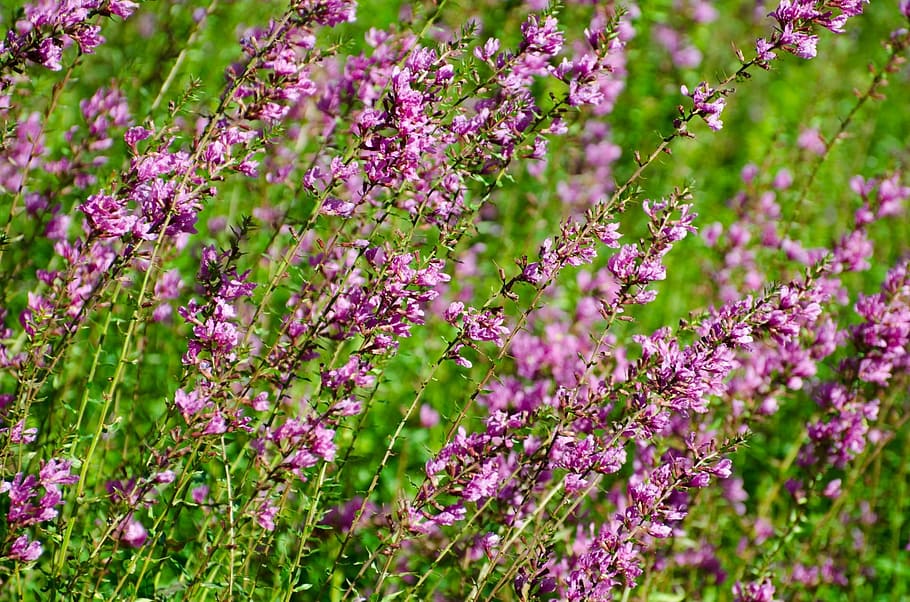 flower, summer, spring, autumn, gardening, decoration, blooming HD wallpaper