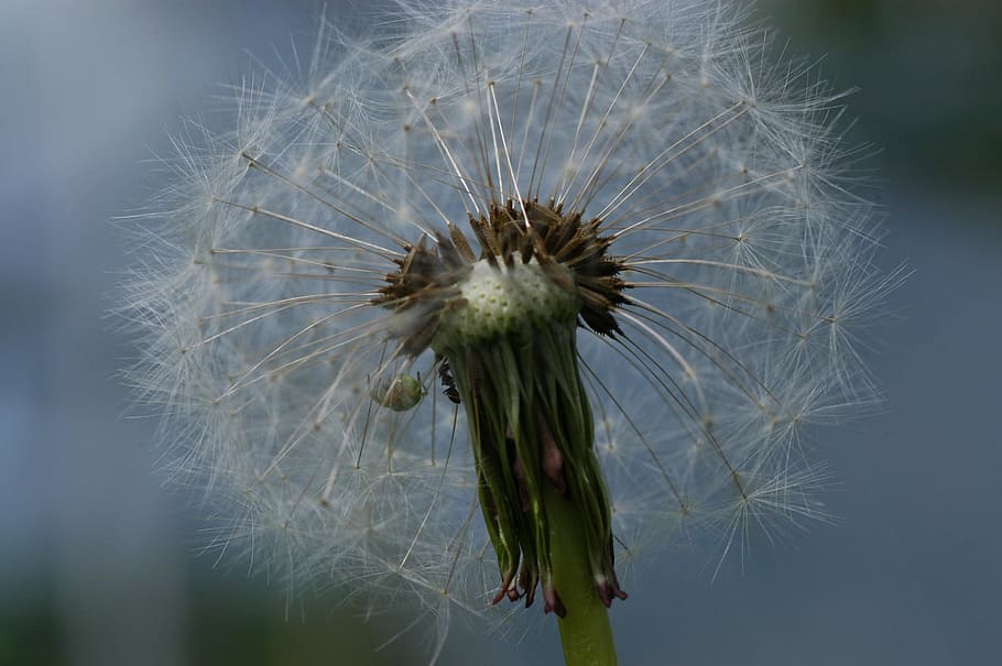 Dandelion, Spring, Nature, Flower, pointed flower, flying seeds HD wallpaper