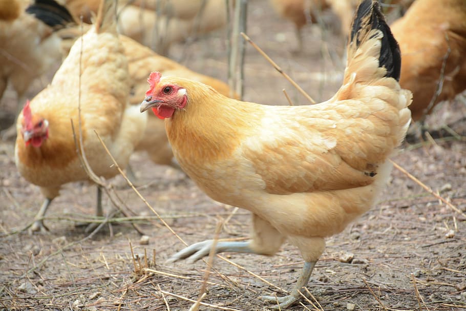 chicken, forest stocking, livestock, domestic animals, chicken - bird HD wallpaper