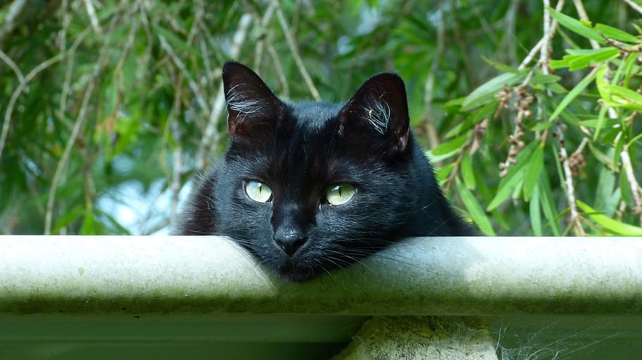 Black Cat, Eyes, Kitty, domestic Cat, animal, pets, feline HD wallpaper