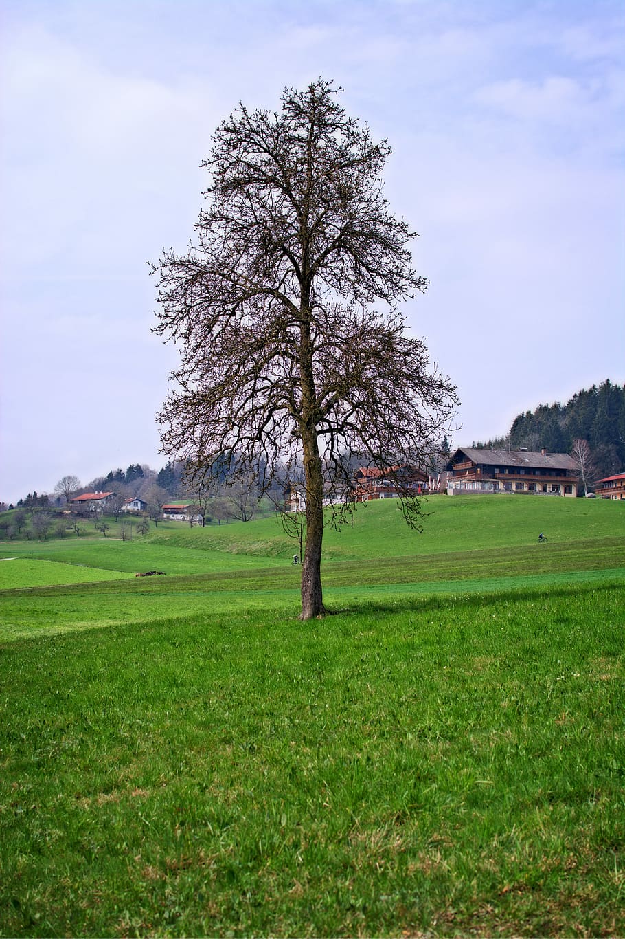 Tree, Nature, Landscape, individually, bavaria, chiemgau, meadow HD wallpaper