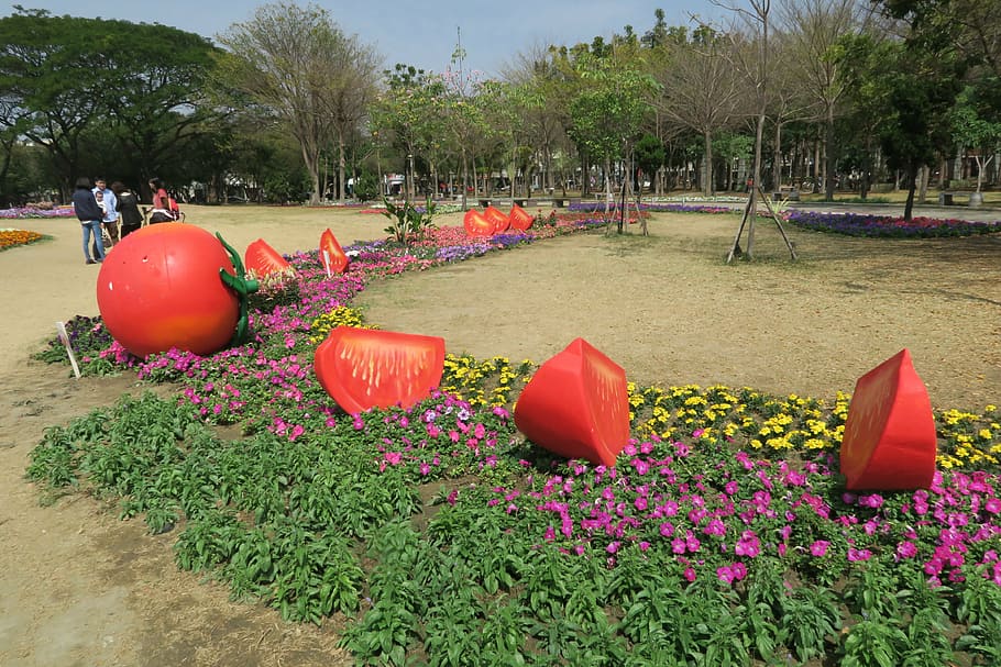 tainan's flowers offering, tomato, duckweed farm park, plant, HD wallpaper
