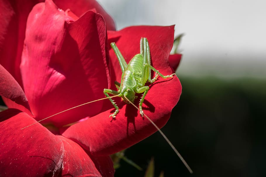 flower, nature, rose, close-up, invertebrate, plant, one animal HD wallpaper