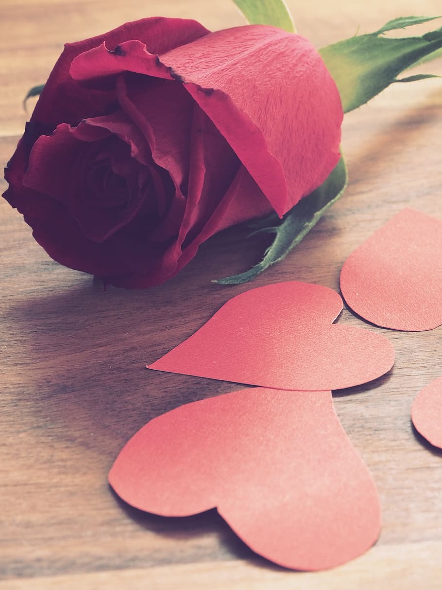 pink flower, rose, desktop, nature, petal, romance, gift, love HD wallpaper