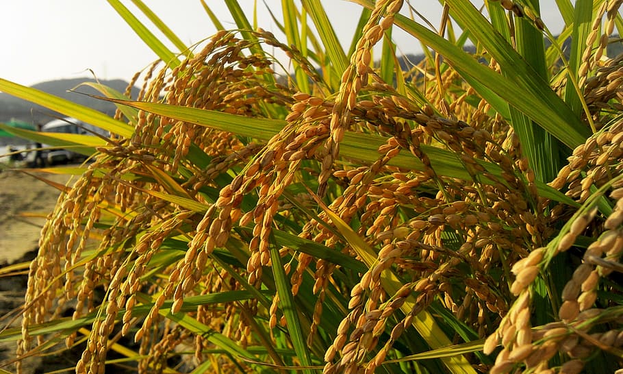 macro photograph of wheat, autumn, farmer, rice, s, harvest, country, HD wallpaper