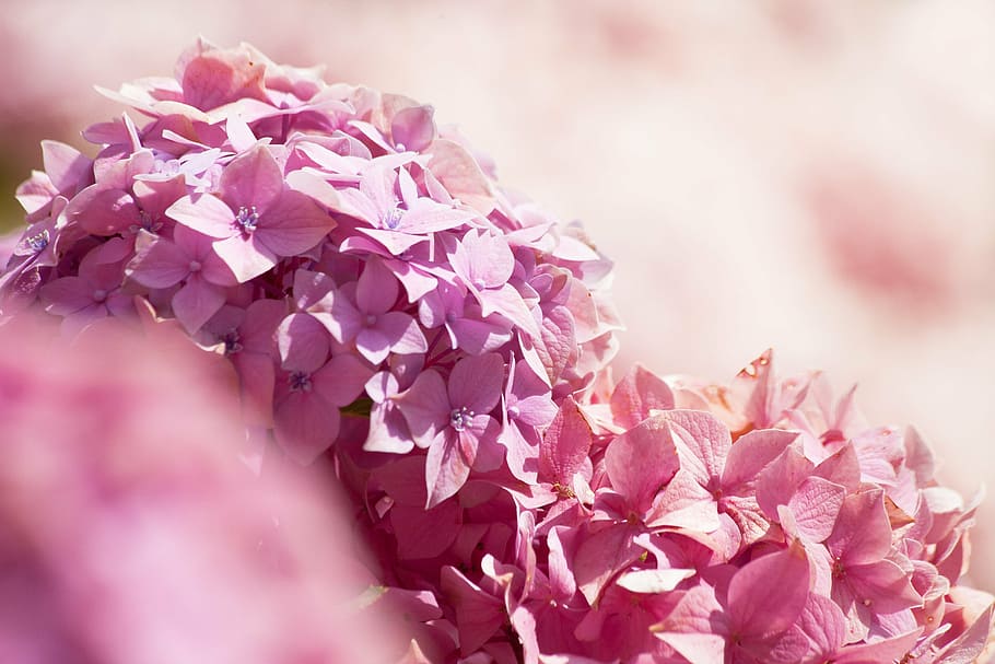 pink petaled flowers, hydrangeas, genus, hydrangea plants, hydrangeaceae HD wallpaper