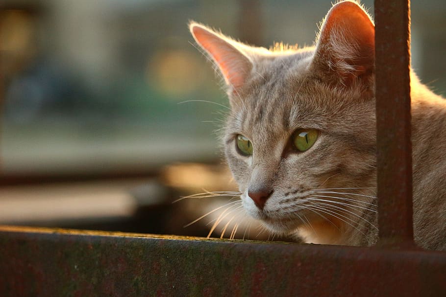 cat, autumn, stainless, evening light, sun, cat face, breed cat HD wallpaper