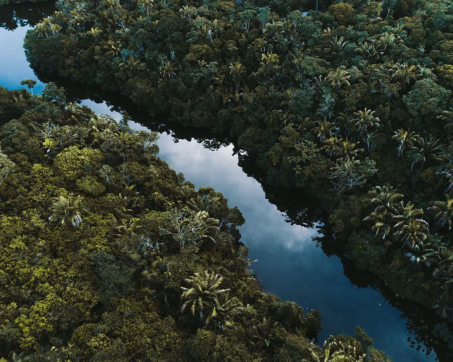 body of water surrounded by trees, body of water between green trees HD wallpaper