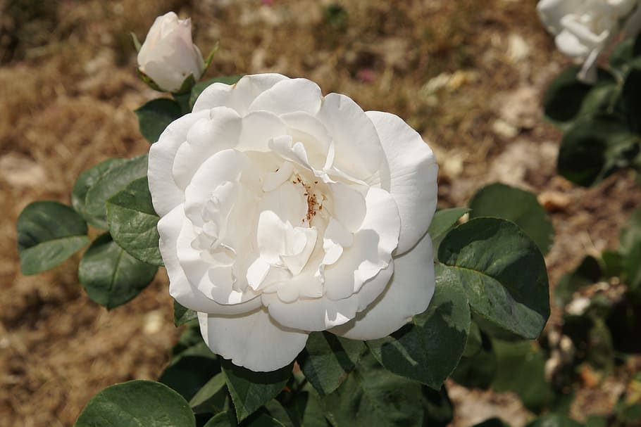 Blossom, Bloom, Close, Bianca, rose, rosaceae, red, purple HD wallpaper