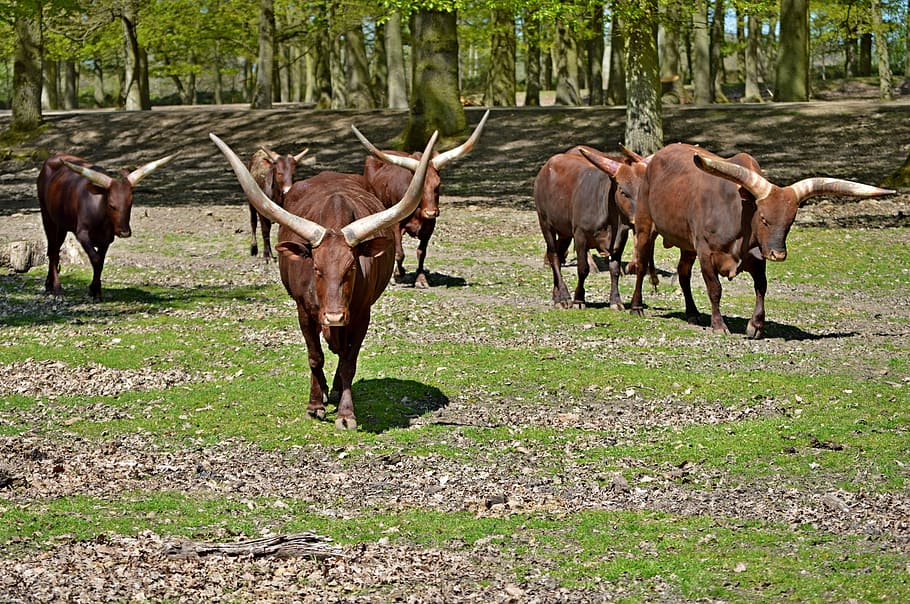 buffalo, cow, nature, animal, animal themes, mammal, group of animals HD wallpaper